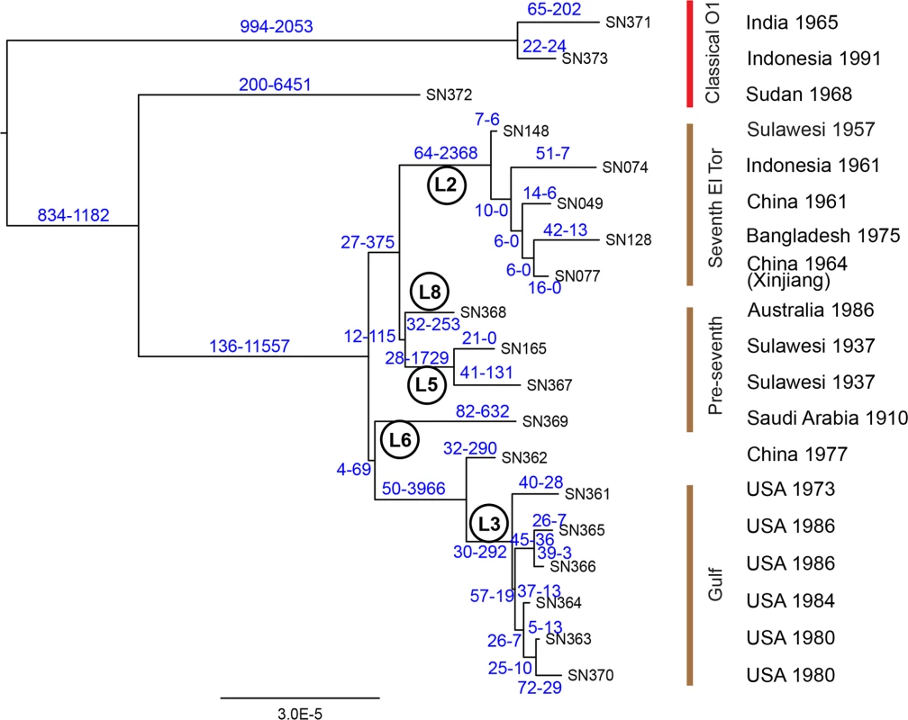 Phylogeny of 19 genomes from both El Tor and classical <i>V</i>. <i>cholerae</i>.