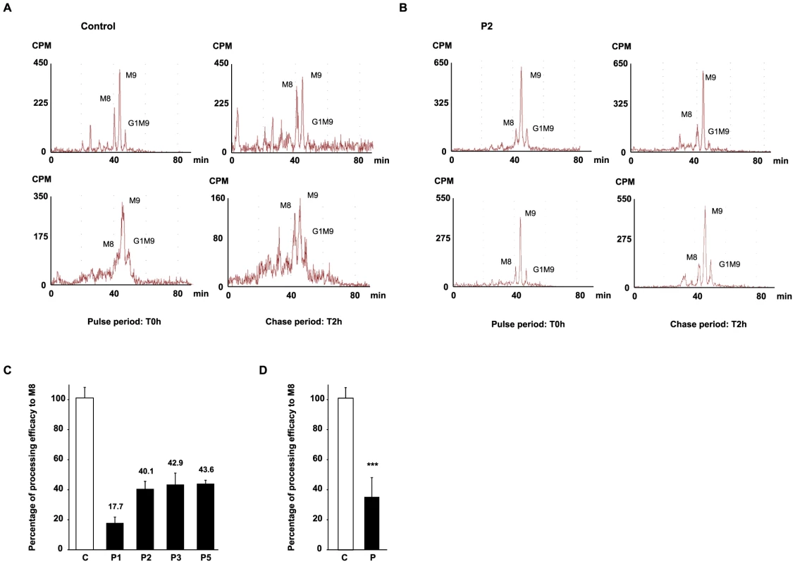 HPLC analysis of N-linked oligosaccharides from control and patient's fibroblasts reveal a delay of trimming from Man9GlcNAc2 to Man8GlcNAc2 in MAN1B1-deficient patients.