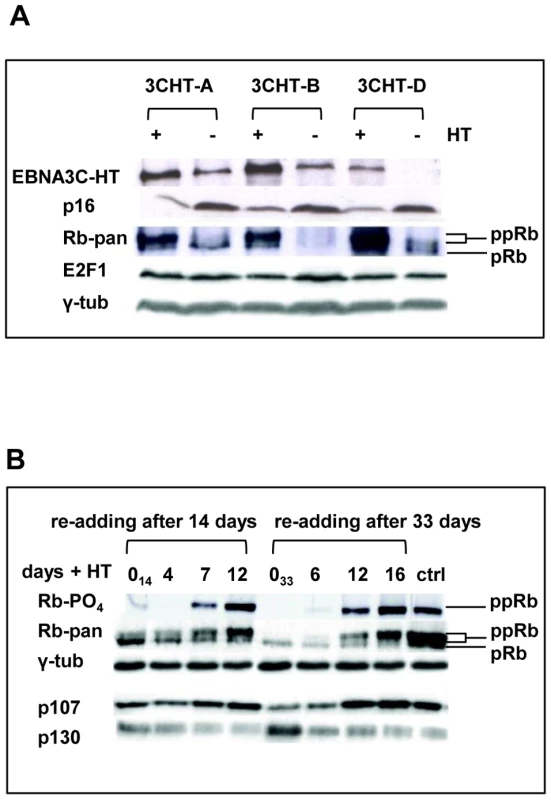 Inactivation of EBNA3C and accumulation of <i>p16<sup>INK4A</sup></i> leads to de-phosphorylation of Rb, reduced expression of p107 and an increase in p130; activation of EBNA3C reverses these processes.
