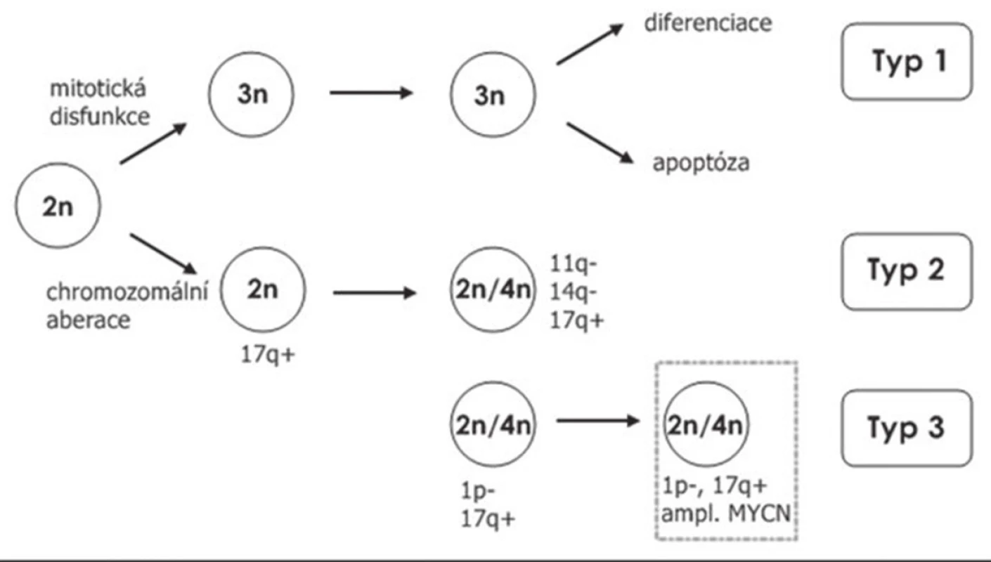 Prognostické schéma biologie neuroblastomu stanovené Broduerem, které rozděluje pacienty na typ 1 (nízké riziko), kde nacházíme zmnožení nebo ztrátu celých chromozómů, typ 2 (střední riziko), který je charakterizován segmentálními změnami a typ 3 (vysoké riziko) charakteristický amplifikací MYCN onkogenu (Broduer 1997).