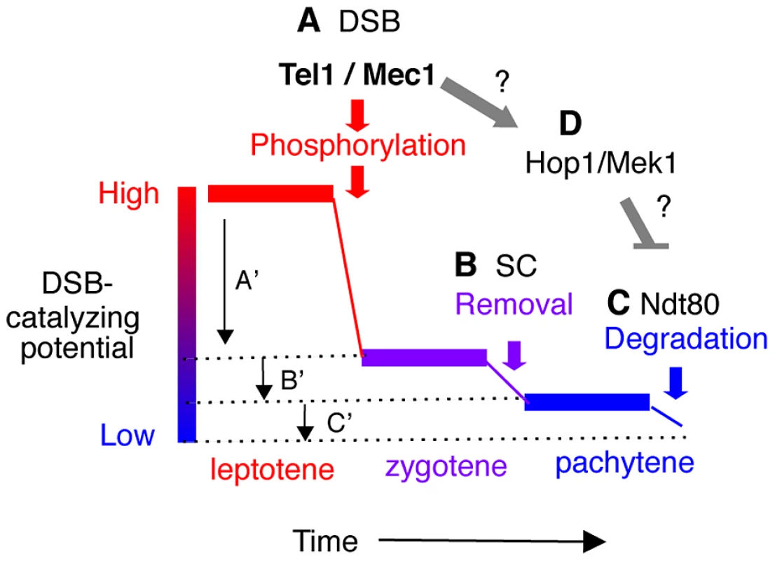 Model: Multiple mechanisms of regulating Rec114 contribute to meiotic DSB homeostasis.