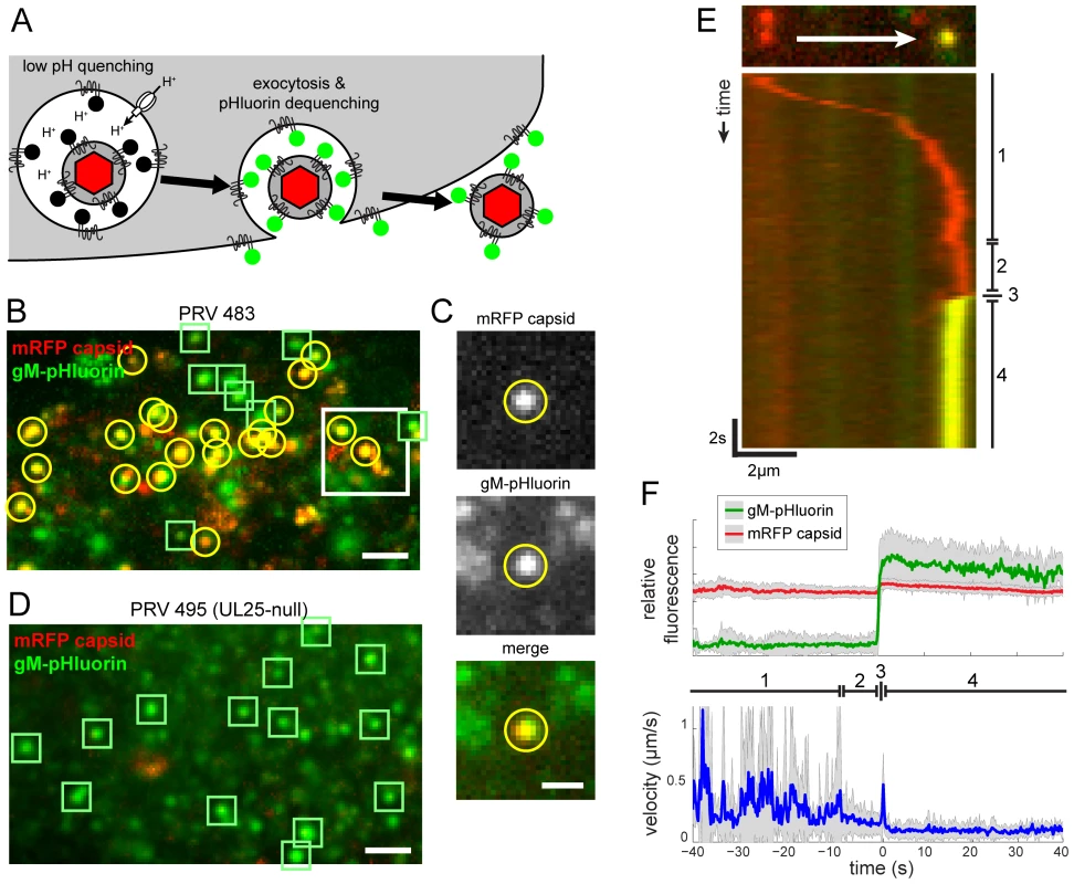 Live-cell fluorescence microscopy of particle transport and egress.