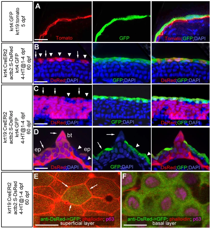 Transgenic lineage tracing of enveloping layer cells and basal keratinocytes in regular epidermis and breeding tubercles.