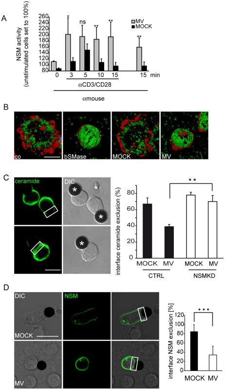 MV causes early superactivation of NSM and ceramide accumulation within stimulatory interfaces.