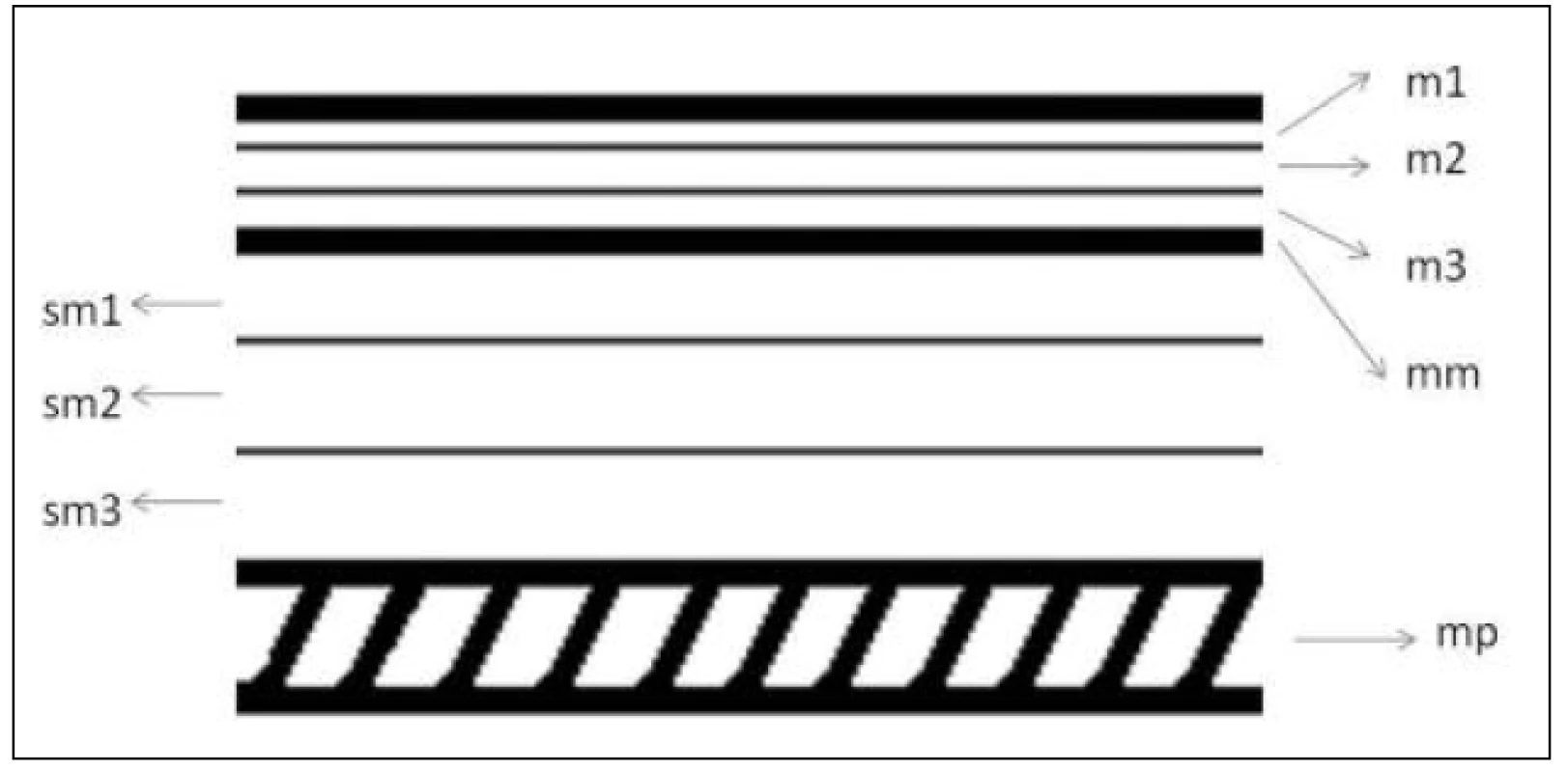 Vrstvy stěny jícnu v histologickém hodnocení – schéma
Fig. 1: Oesophageal wall layers in histological evaluation – diagram
