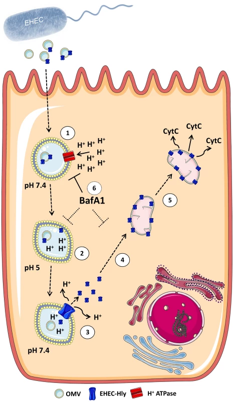 Model of intracellular trafficking and action of OMV-associated EHEC-Hly.