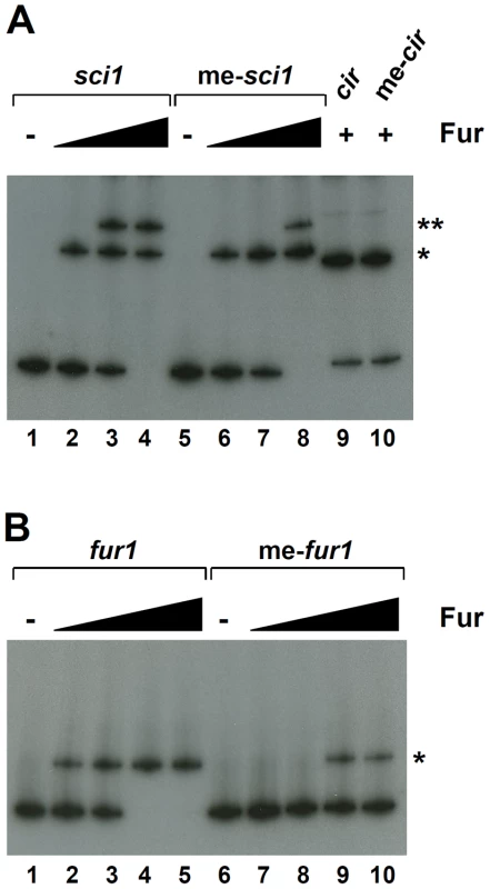 GATC methylation influences Fur binding on <i>fur1</i>.