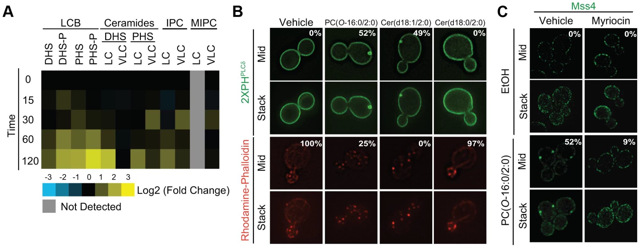 PC(<i>O</i>-16:0/2:0) disrupts sphingolipid metabolism leading to changes in Mss4-GFP localization.
