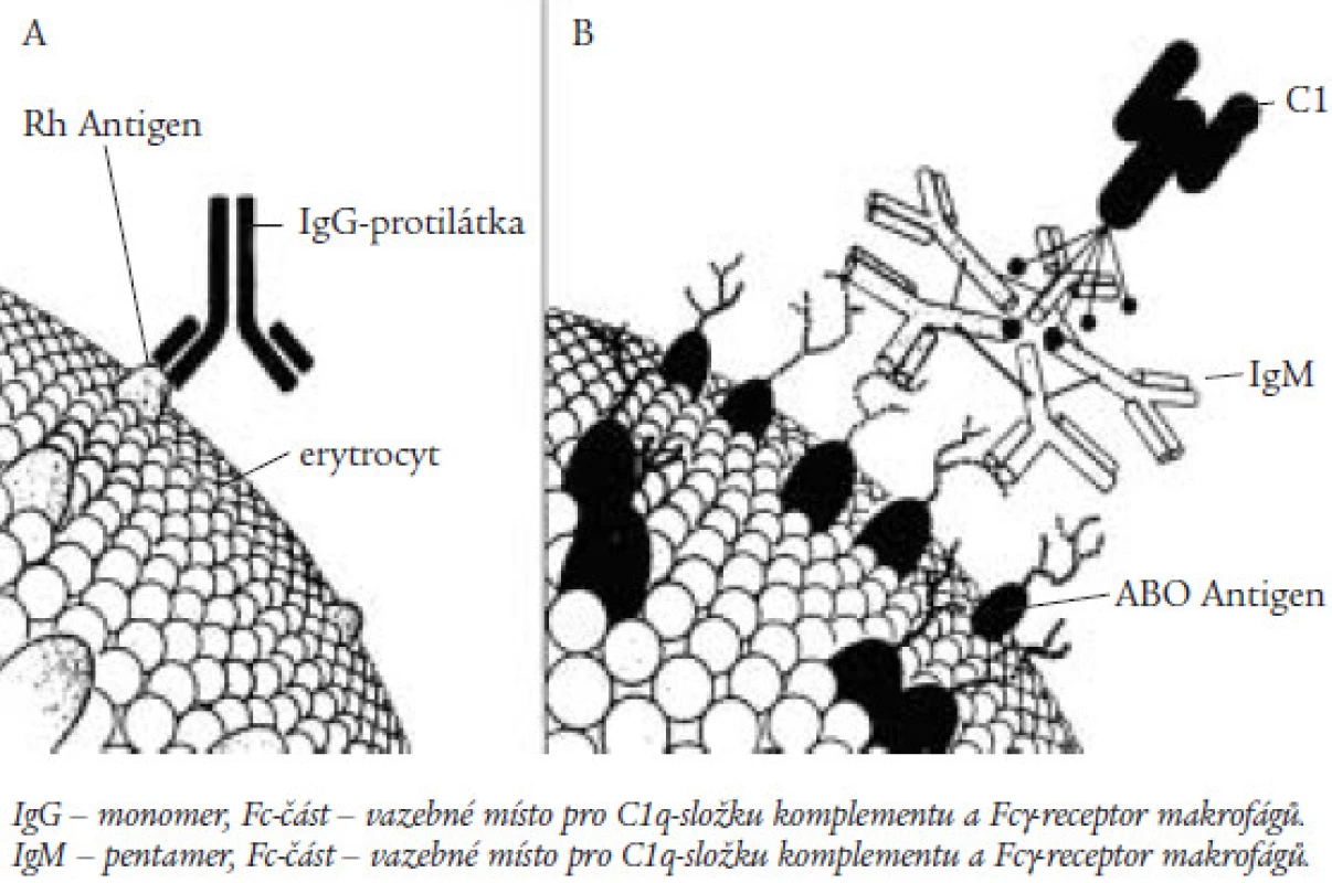 Charakteristika protilátek třídy IgG a IgM a jejich vazba na membránu erytrocytu.