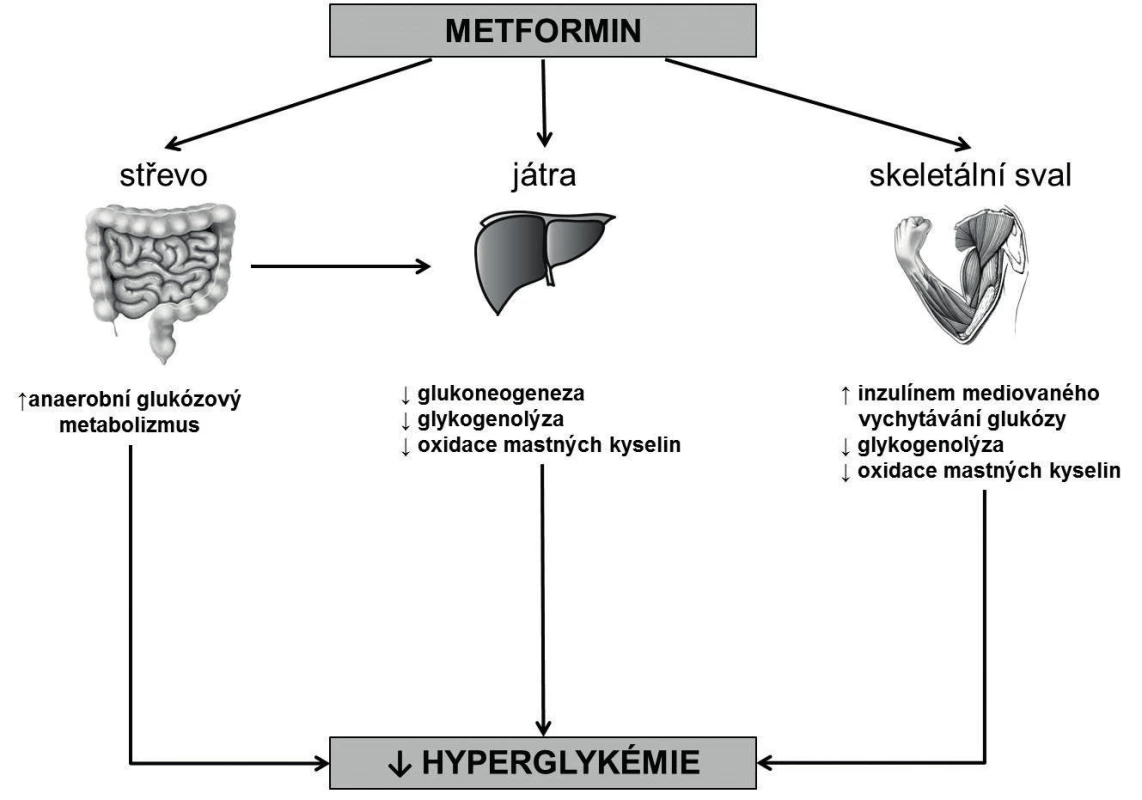 Mechanismy účinku metforminu