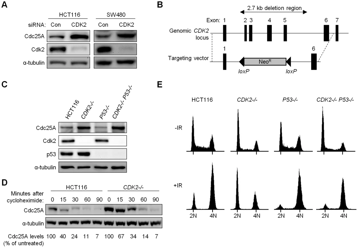 Altered cell cycle regulation and increased Cdc25A protein in Cdk2-deficient human cancer cells.