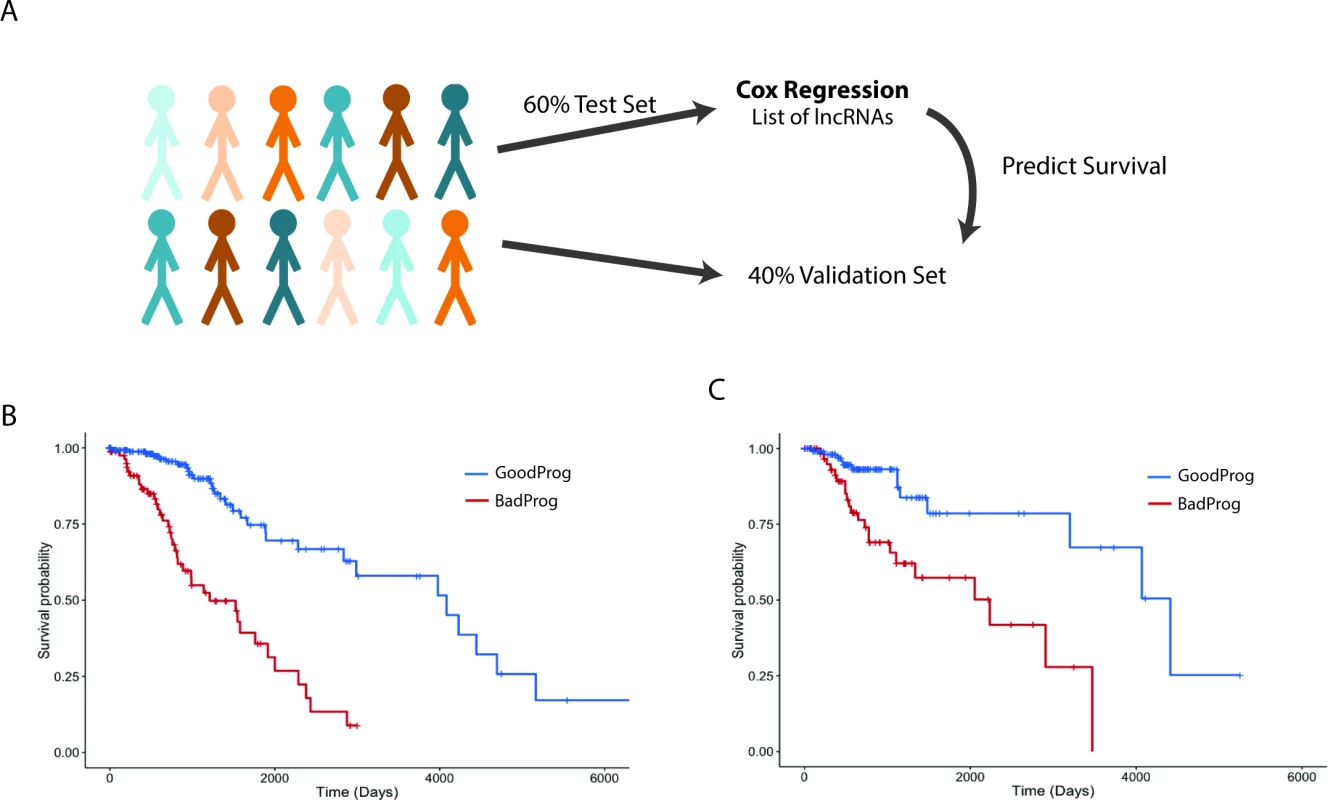 Expression of a subset of lncRNAs is associated with survival in LGG patients.