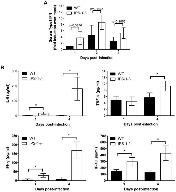 Enhanced levels of IFN, proinflammatory cytokines, and chemokines in serum from WNV-infected IPS-1<sup>−/−</sup> mice.