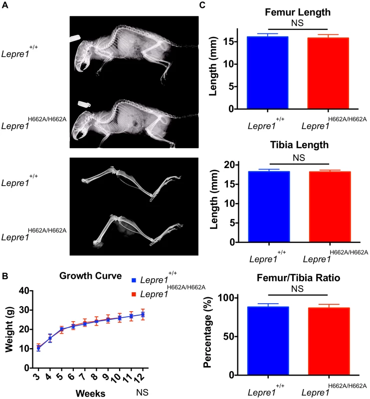 <i>Lepre1<sup>H662A/H662A</sup></i> mice are normal in gross morphology.