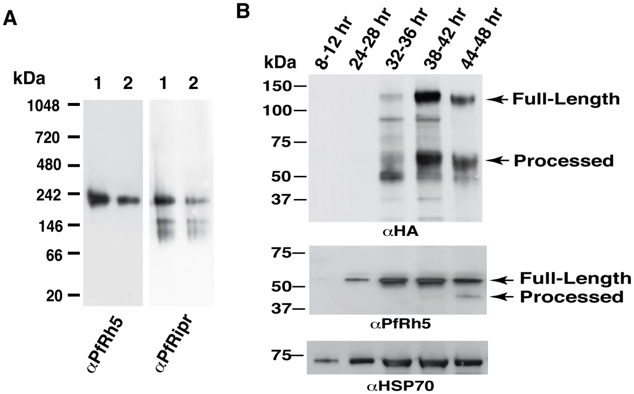 Protein expression patterns of PfRh5 and PfRipr are consistent with the complex formation.