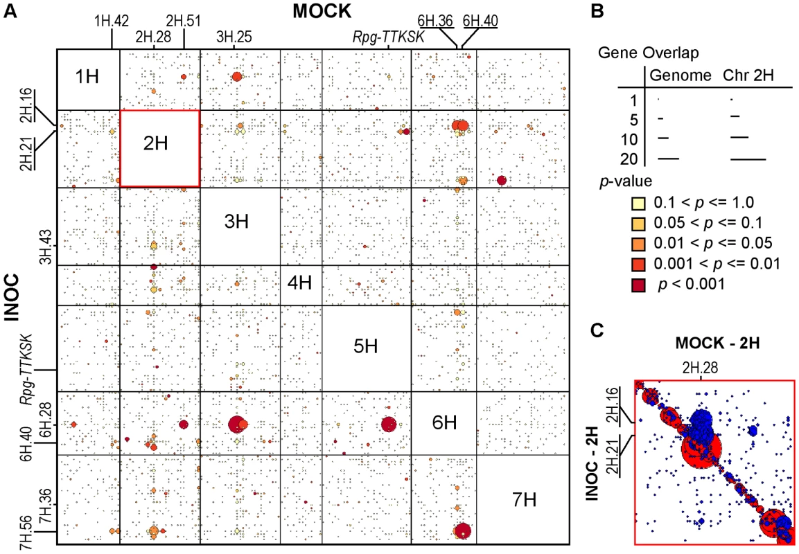 Genes from 2H.28/29, 3H.27, 6H.36/38, and 6H.40 loci are regulated by the 2H.16 <i>trans</i>-eQTL hotspot after challenge by <i>Pgt</i> race TTKSK.