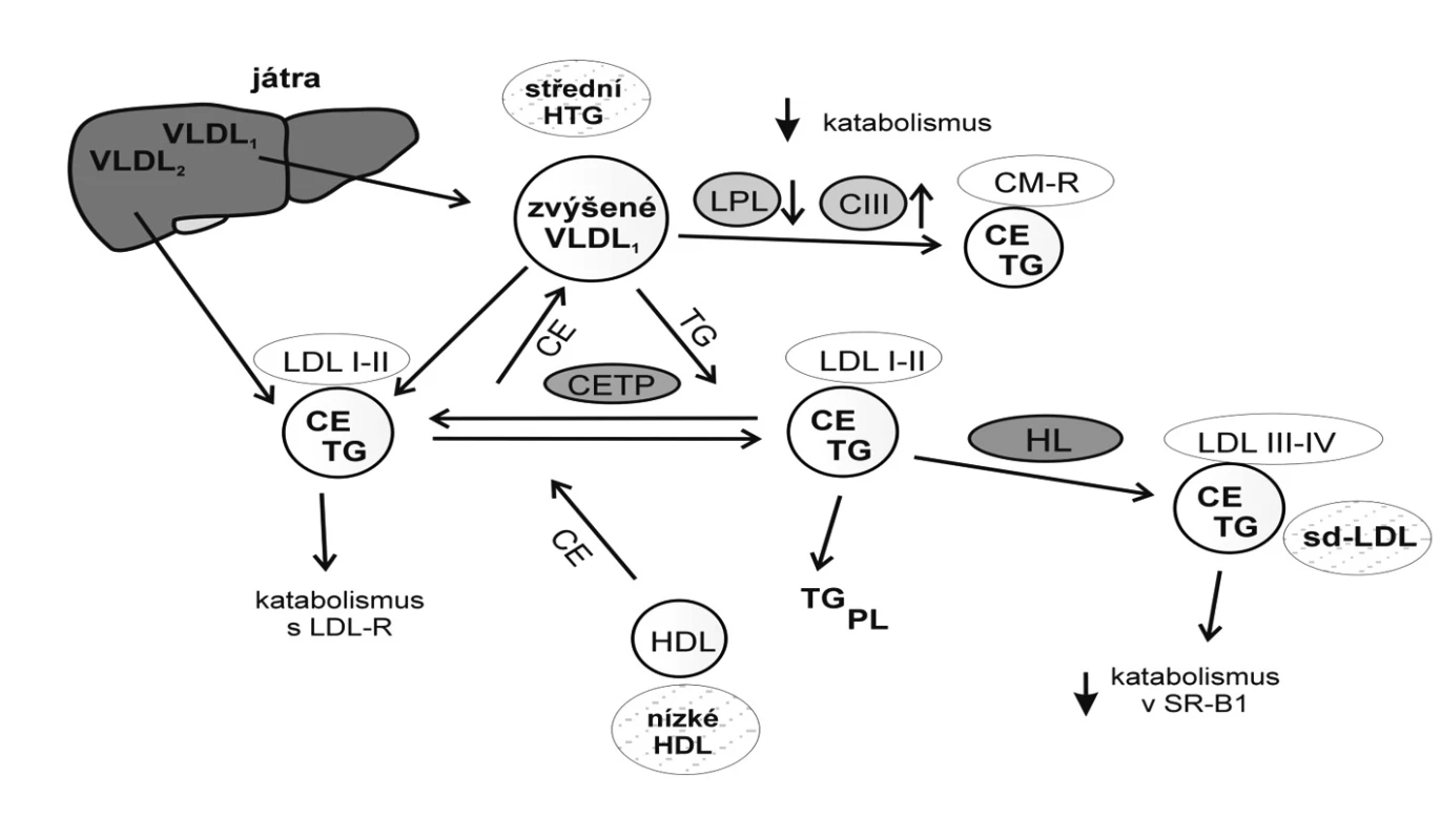 Mechanismus vzniku malých denzních LDL
Nejvýznamnějšími metabolickými prediktory převahy sd-LDL jsou hypertriglyceridémie a zvýšená aktivita jaterní lipázy. Vztahy mezi koncentrací triglyceridů a vznikem fenotypu B velikosti LDL lze vysvětlit částečně mechanismem výměny a přenosu neutrálních lipidů,
tj. triglyceridů (TG) a esterů cholesterolu (CE). Za nízkých plazmatických koncentrací TG existuje ekvimolární výměna CE z LDL do CM a VLDL a TG z VLDL a CM do LDL. U HTG dojde k převaze přenosu TG do LDL; TG v částicích LDL jsou hydrolyzovány HL za vzniku malých denzních LDL (sd-LDL) (LDL-III a LDL-IV).
VLDL1 – „velké HTG“ VLDL (Sf 100–400), VLDL2 – „normolipidemické“ VLDL (Sf 60–100), LPL – lipoproteinová lipáza,
CIII – apo CIII, CE – estery cholesterolu, TG – triglyceridy, PL – fosfolipidy, CM – chylomikrony, HDL – lipoprotein o vysoké hustotě, LDL – lipoprotein o nízké hustotě, LDL I–IV – subfrakce LDL, HL – jaterní lipáza, CETP – transferový protein esterů cholesterolu, HTG – hypertriglyceridémie