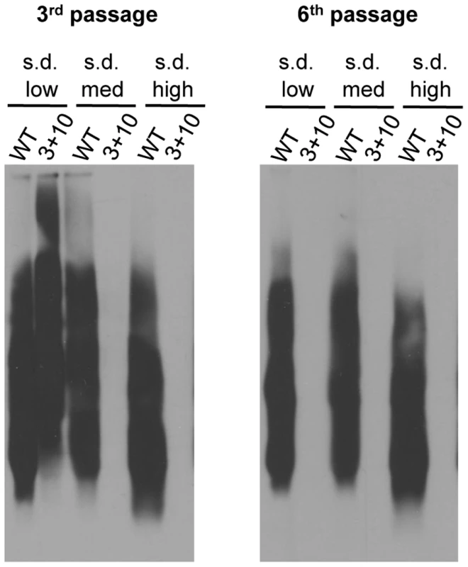 [<i>RNQ</i>+] variants rely on putative Sis1 binding sites to different extents.