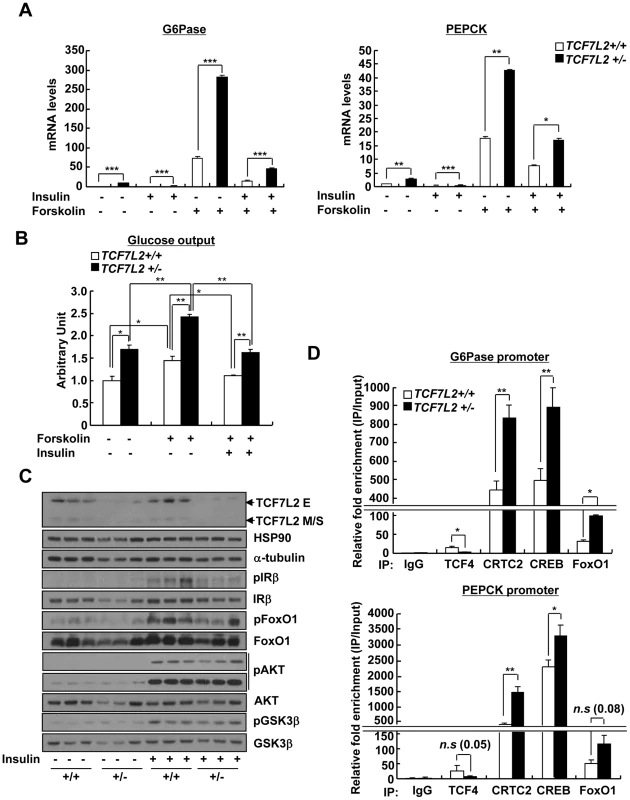 Chronic depletion of TCF7L2 promotes increased glucose production and gluconeogenic gene expression in hepatocytes.