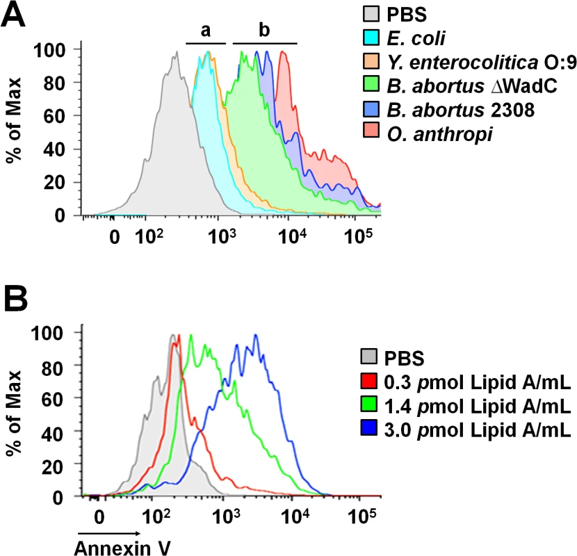 <i>Brucella</i> lipid A induces PMNs cell death in a dose dependent manner.