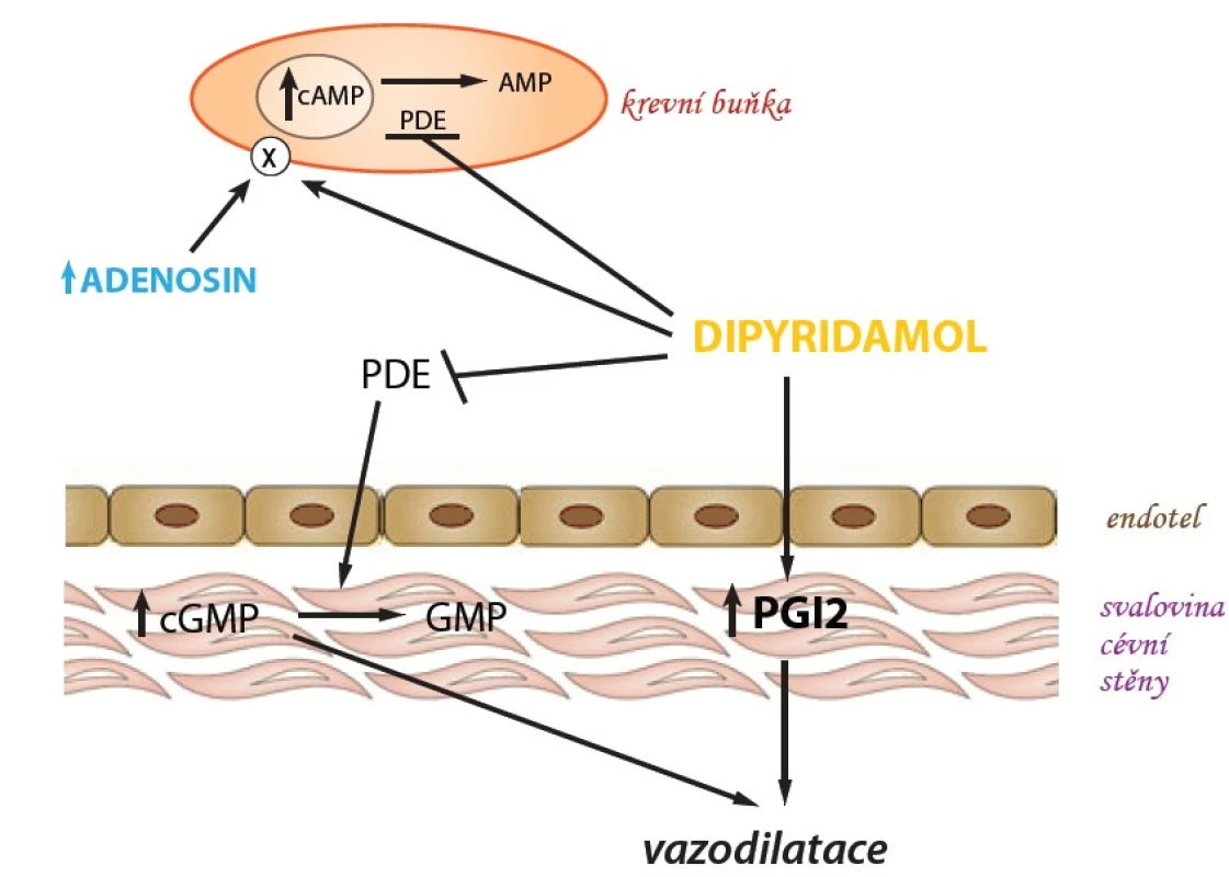 Schéma účinku adenosinu a dipyridamolu.
PDE - fosfodiesteráza 
cGMP - cyklický guanosinmonofosfát
GMP - guanosinmonofosfát
AMP - adenosinmonofosfát
cAMP - cyklický adenosinmonofosfát
PGI2 - prostaglandin I2