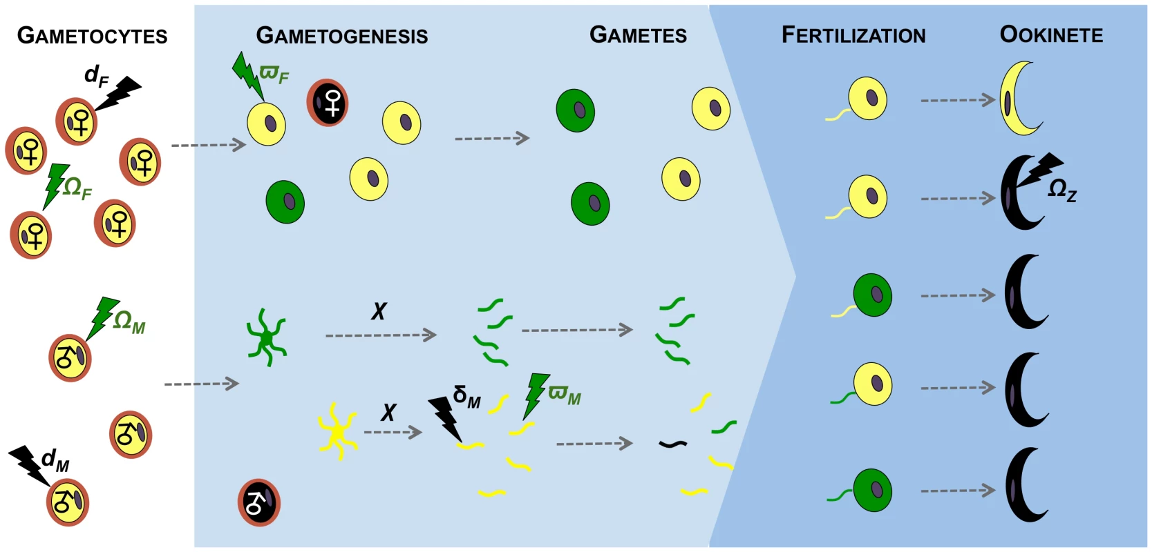 Effects of immunity on gametogenesis and fertility of malaria parasites.