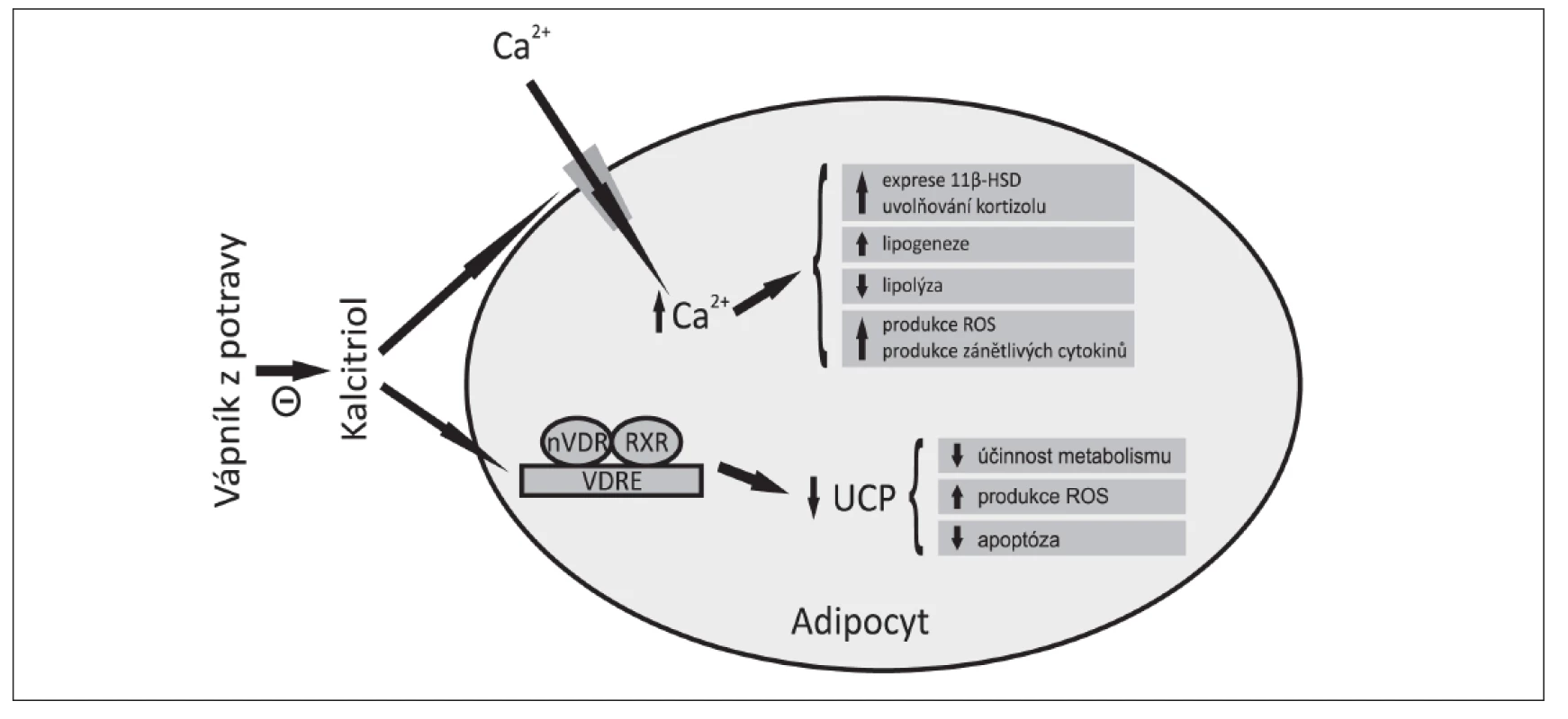Role kalcitriolu v regulaci energetického metabolismu (upraveno dle Zemel a Sun 2008)