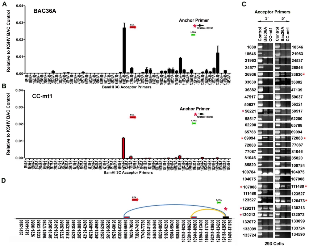 3C analysis of Bac36A-wt and CC-mt1 KSHV genomes in 293 cell pools.