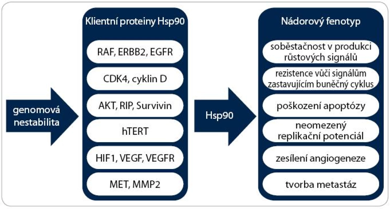 Význam Hsp90 pro vznik nádoru. Schéma zobrazuje účast Hsp90 na získání všech šesti charakteristických vlastností nádorových buněk. Důležité proteiny účastnící se těchto onkogenních drah jsou klientními proteiny chaperonu Hsp90. Umožněním existence genomové nestability Hsp90 podporuje akumulaci dalších mutací a rozvoj agresivnějších vlastností nádorových buněk.