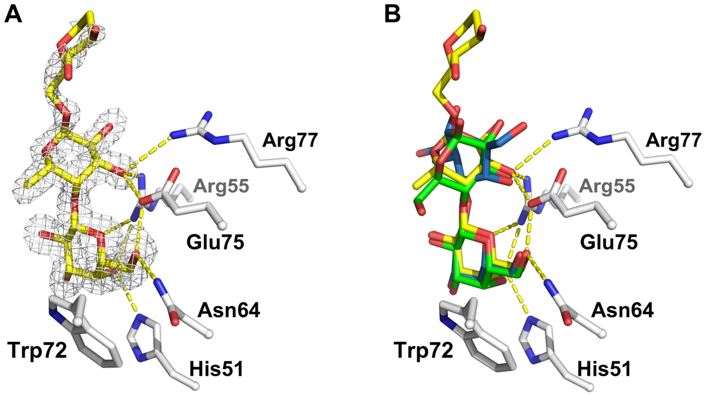 Detailed view of the interaction between CGL2 and Galβ1,4Fucα1,6GlcNAc (A) and comparison with two other CGL2/carbohydrate complexes (B).