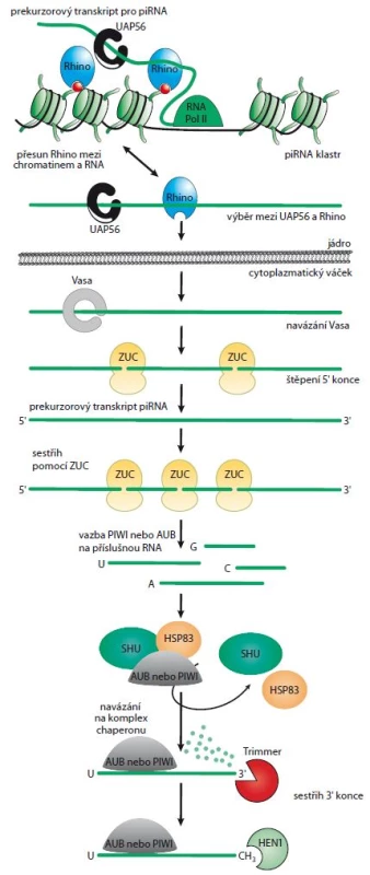 Primární dráha biogeneze piRNA. Upraveno dle [4].