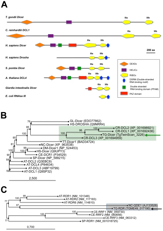 Domain organization and phylogenetic analysis of Dicer and RDR proteins.