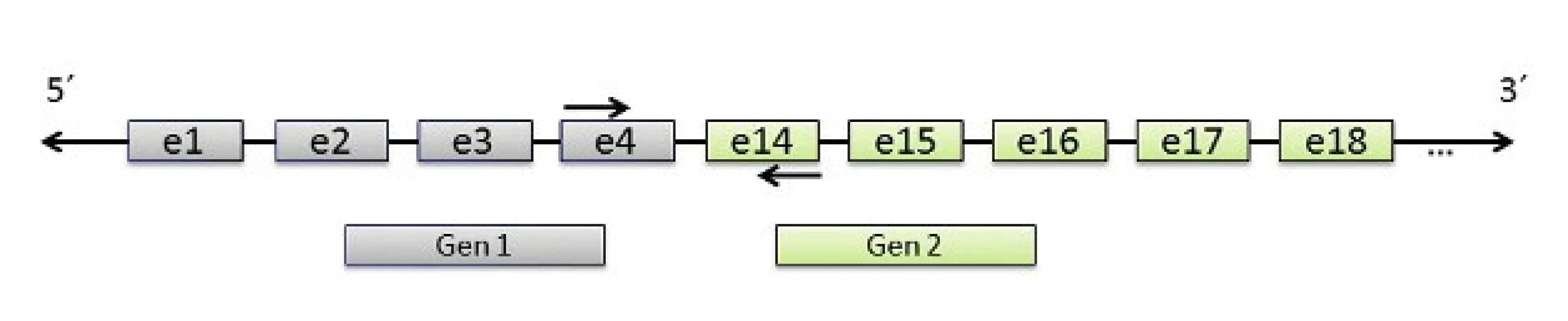 Schematické zobrazení principu detekce fúzního transkriptu genů 1 a 2 pomocí RT-PCR. Zobrazena fúze mezi exonem 4 Genu 1 a exonem 14 Genu 2.