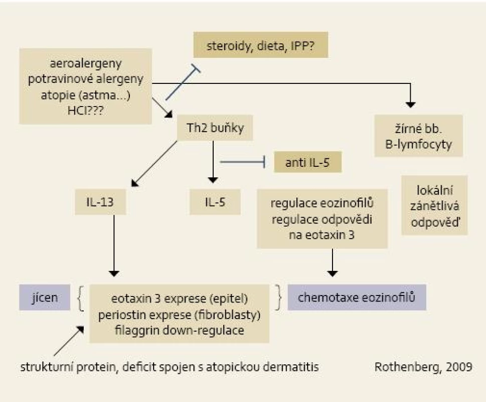Patofyziologické schéma vzniku EoE. Hlavní úlohu hrají alergeny u geneticky predisponovaného jedince a Th2 indukovaná imunitní odpověď. Klíčovou úlohu při chemotaxi eozinofilů mají jednak IL-13 a chemokin eotaxin. Ve schématu naznačena i místa terapeutického zásahu (steroidy, dieta, anti IL-5).
Fig. 2. Pathophysiological diagram of EoE origin. The main role is played by allergens in genetically predisposed individuals and Th2-induced immunity response. In the chemotaxis of eosinophils, both IL-13 and chemokine eotaxin play a crucial role. The diagram also indicated sites of therapeutical intervention (steroids, diet, anti IL-5).