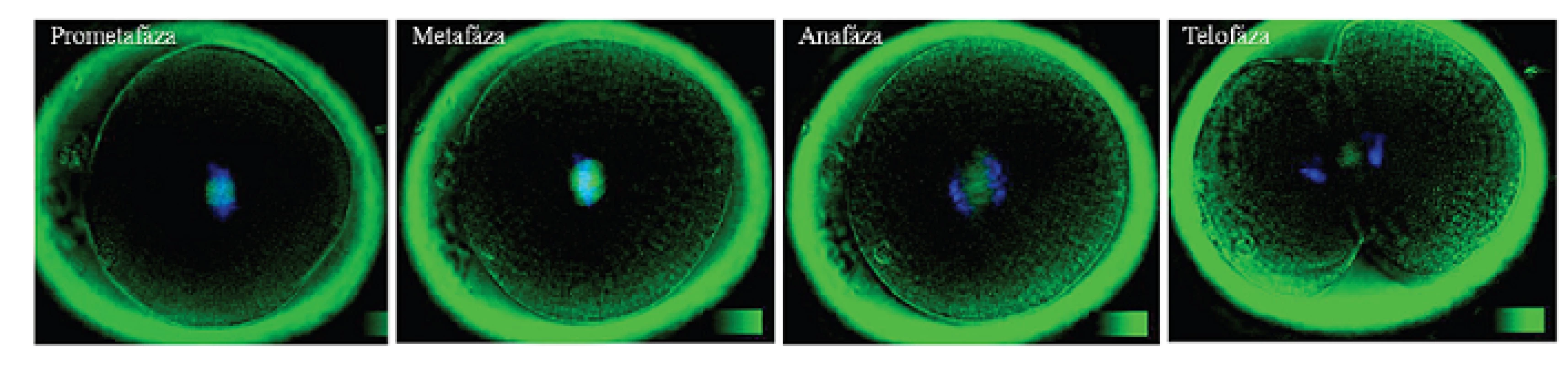 Priebeh 1. mitotického delenia embryí: Dvojité intravitálne farbenie a) chromatínu farbivom Hoechst 33342, b) deliace vretienko bolo vizualizované pomocou polarizačnej mikroskopie (Oosight, Research Instruments). Autor obrázkov D. Hlinka