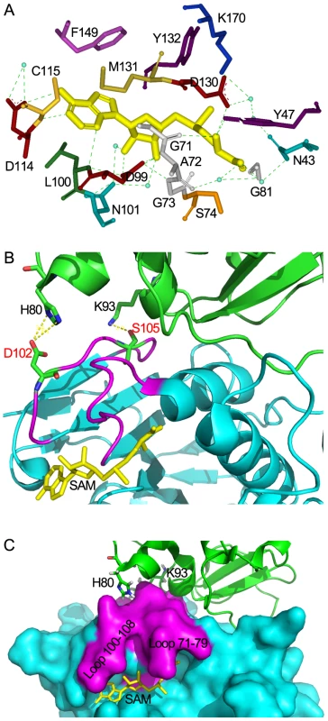 Structural mechanisms of nsp10 in stimulating the SAM binding of nsp16.