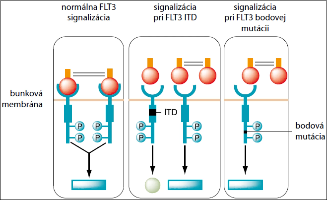 Signalizácia FLT3 – normálna, pri FLT3 ITD a pri FLT3 bodovej mutácii.