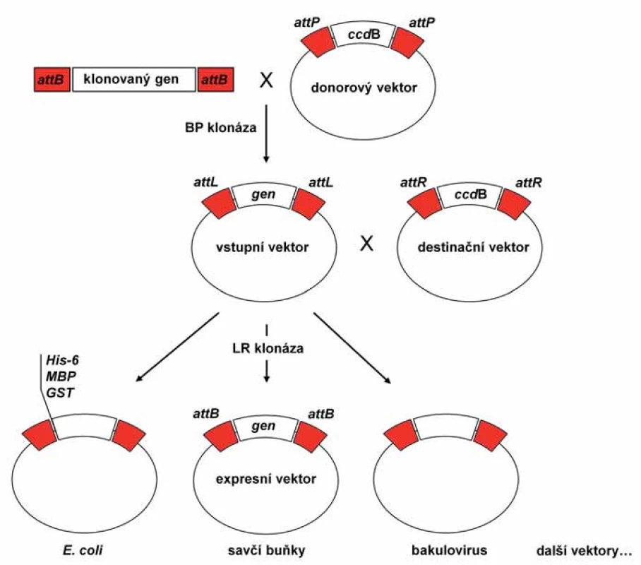 Schematické znázornění principu klonovacího systému Gateway. 
Sekvence klonovaného genu je rekombinací zprostředkovanou BP klonázou vložena do donorového vektoru, čímž vznikne univerzální vstupní vektor. Sekvence klonovaného genu může být vložena do destinačního vektoru reakcí zprostředkovanou LR klonázou. Sekvence, mezi kterými probíhá rekombinace, jsou znázorněny červeně. Upraveno dle [24].