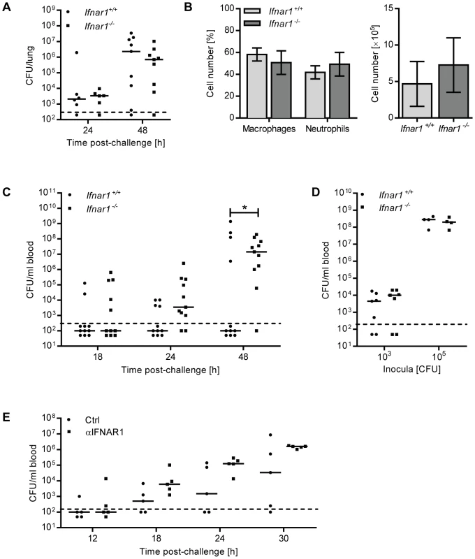<i>Ifnar1<sup>−/−</sup></i> mice and anti-IFNAR1treated mice are hypersusceptible to developing bacteremia.