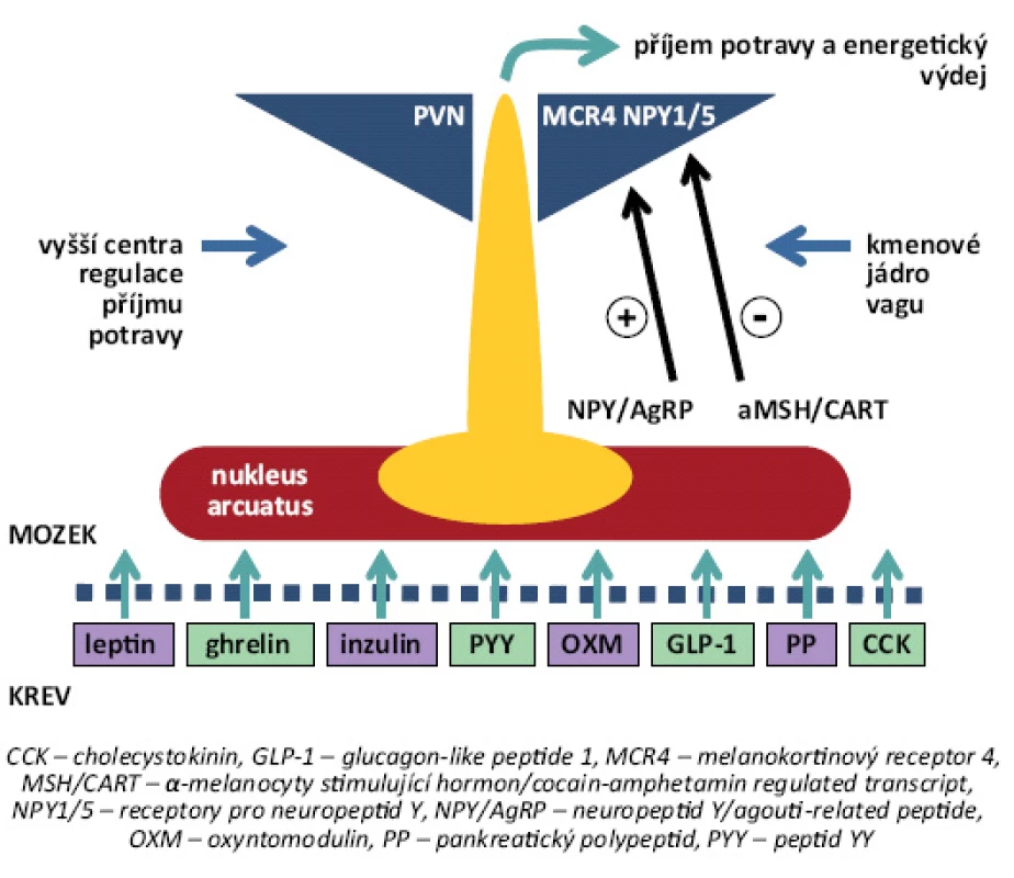 Shrnutí funkčního modelu periferní a centrální regulace energetické homoeostázy. Periferní signály, jako leptin, ghrelin, peptid YY (PYY), oxyntomodulin (OXM), glukagon-like peptid 1 (GLP-1), cholecystokinin (CCK), pankreatický polypeptid (PP) a další peptidy procházejí hematoencefalickou bariérou a váží se v oblasti nucleus arcuatus (ARC) na své receptory, čímž regulují syntézu hlavních orexigenních působků (neuropeptidu Y/agouti-related peptide, NPY/AgRP), resp. anorexigenních působků (α-melanocyty stimulující hormon/cocain-amphetamine regulated transcript, MSH/CART), které projikují do dalších hypotalamických jader, a ovlivňují tak příjem potravy, resp. energetický výdej a udržují stabilní hmotnost [8].