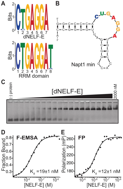Identification of the NELF-E Binding Element within high affinity aptamers.