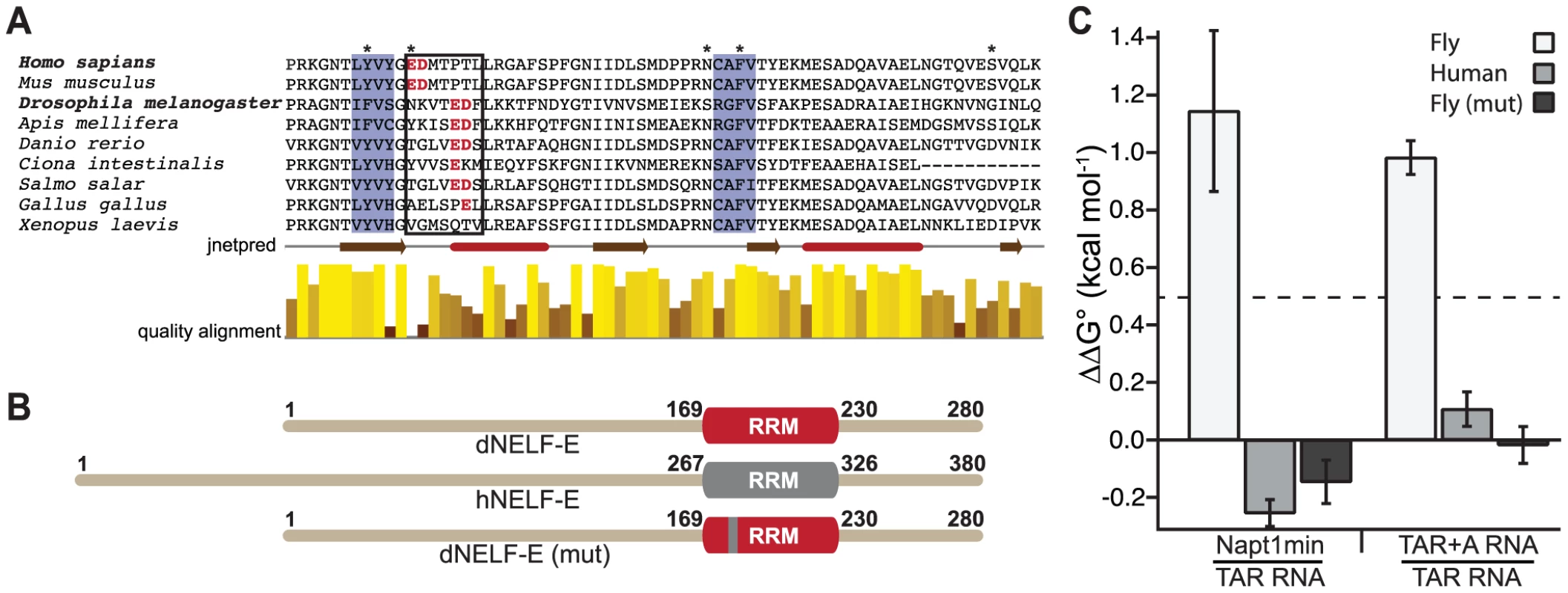 A humanized dNELF-E reveals an amino acid region that contributes to dNELF-E RNA recognition.