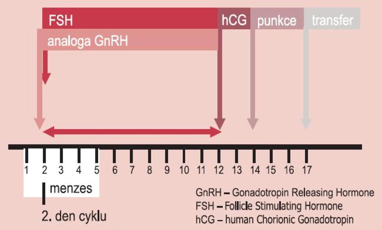 Schéma aplikace GnRH analog a folikulostimulačního hormonu v krátkém protokolu.