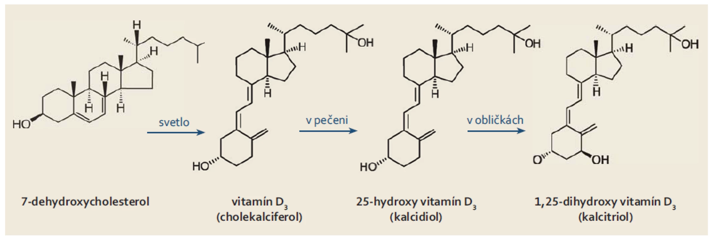 Metabolické zmeny vitamínu D – syntéza vitamínu D&lt;sub&gt;3&lt;/sub&gt; a jeho konverzia na aktívnu formu kalcitriol.
Fig. 1. Metabolic changes of vitamin D – synthesis of vitamin D&lt;sub&gt;3&lt;/sub&gt; and its conversion to the active form calcitriol.