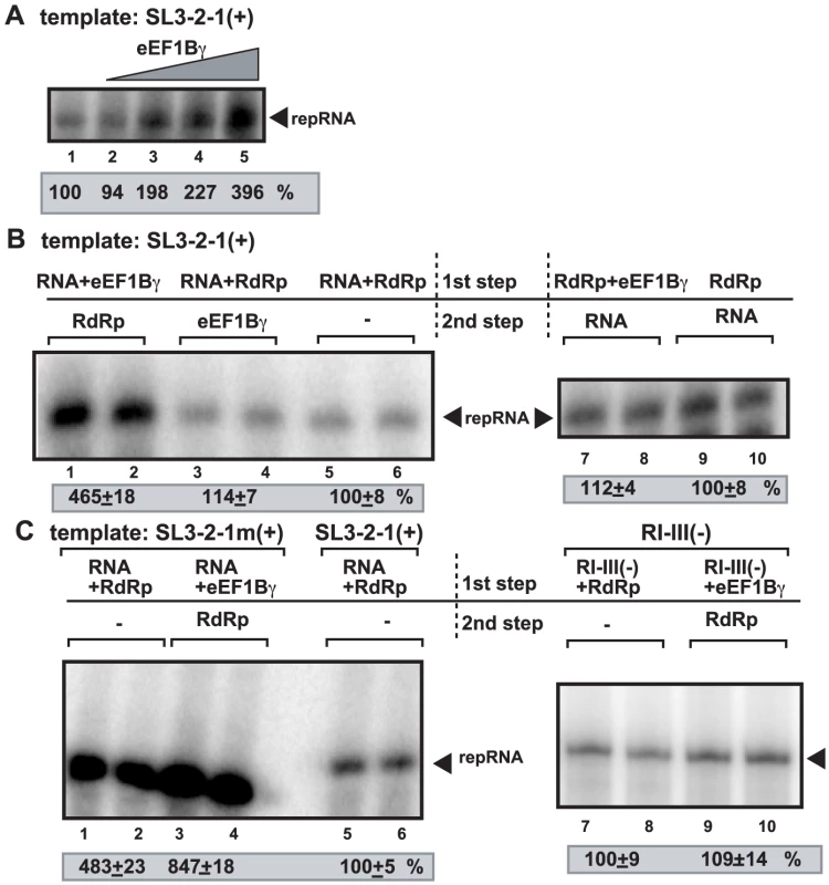 eEF1Bγ promotes minus-strand synthesis by the closely-related TCV RdRp.