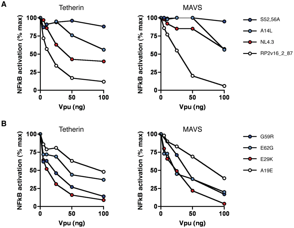 Ability of Vpu to suppress NF-κB activation.
