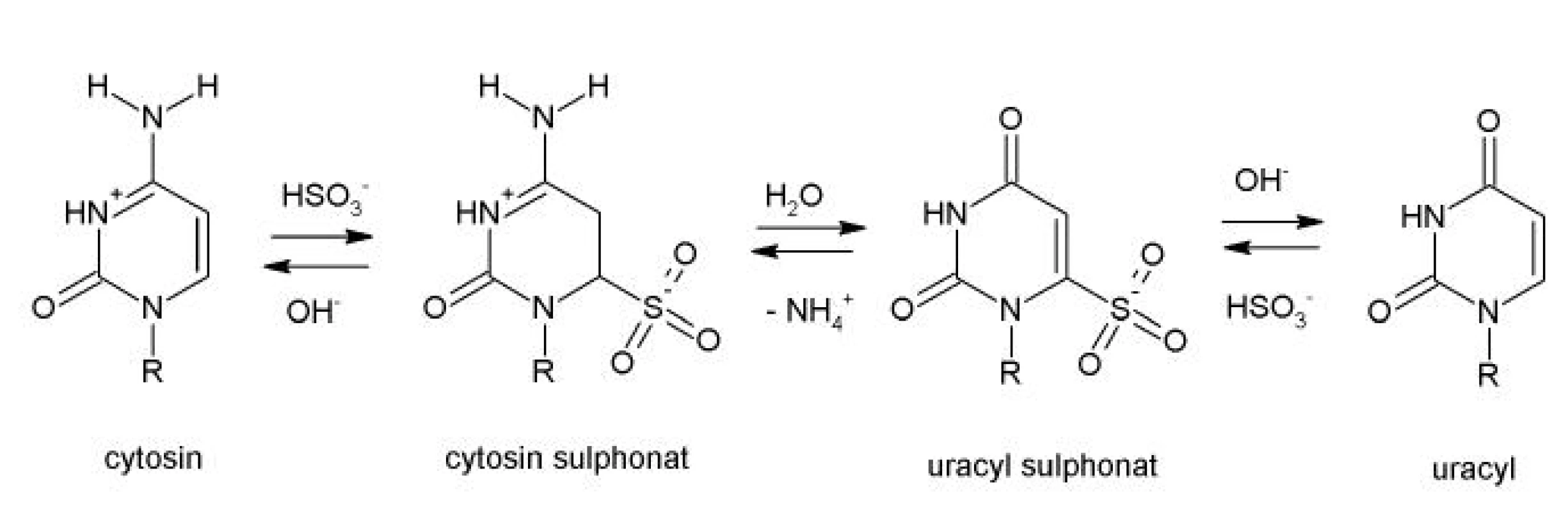 Chemický průběh modifikace cytosinu na uracil