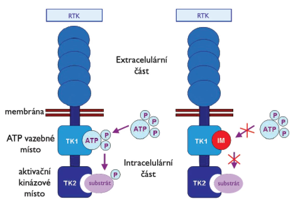 Mechanizmus působení inhibitoru receptorových tyrozinkináz imatinib mesylatu (IM).