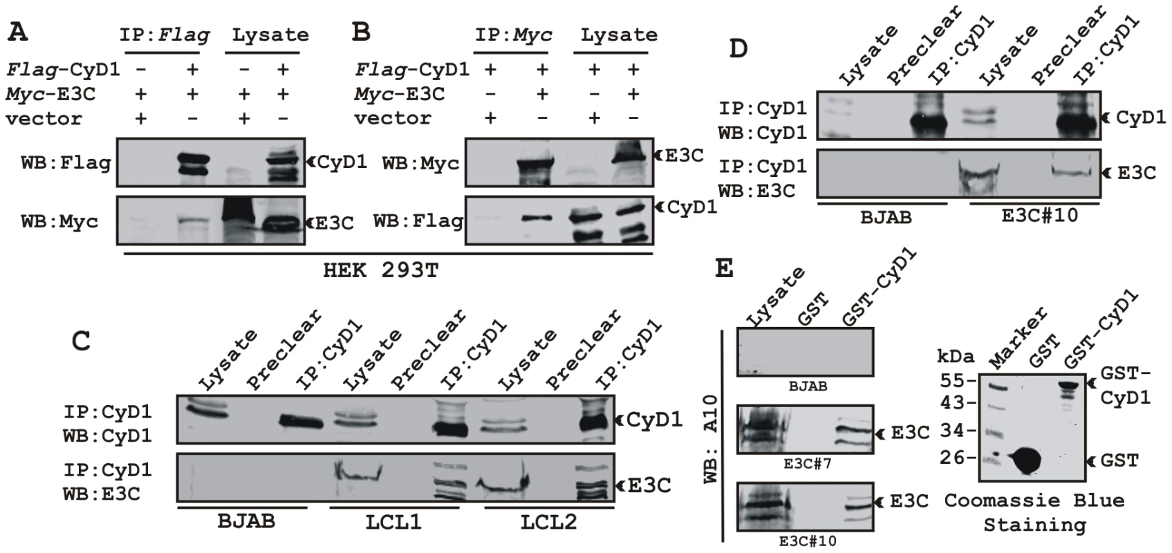 EBNA3C forms a complex with Cyclin D1 in human cells.