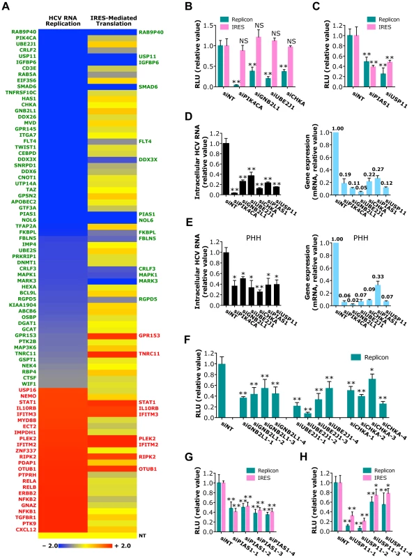 Identification of host factors required for HCV RNA replication or IRES-mediated translation.